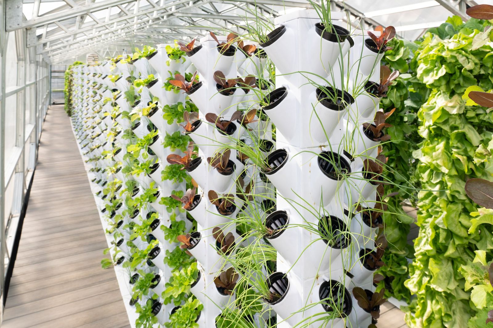 A corridor of vertical grow towers under the greenhouse roof, stacked with lettuce and herbs